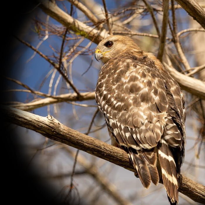 TerraVision Pro image